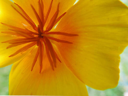 California Poppy by ShaddowCat Arts - Sherry California Poppy by ShaddowCat Arts - Sherry