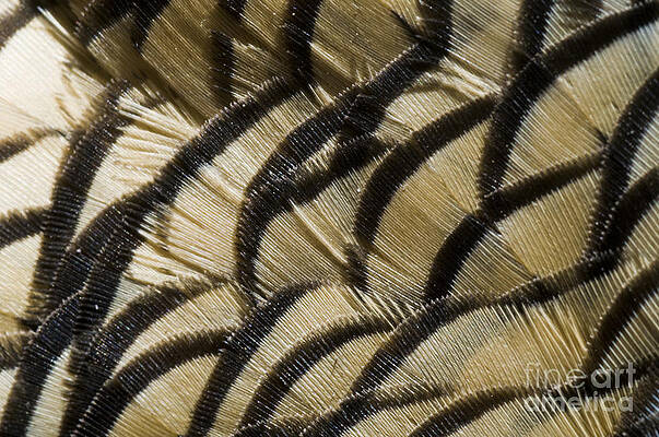 Wall Art - Photograph - California Quail Breast Feathers by William H. Mullins