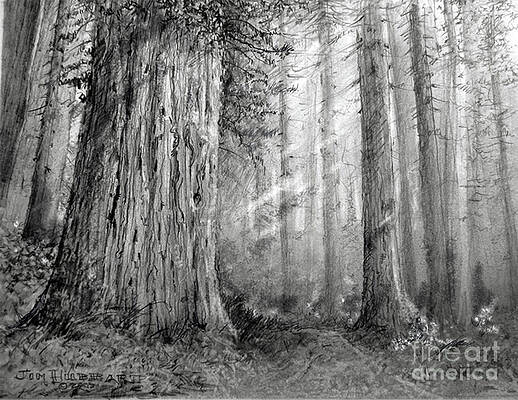 Redwood: The Redwood State Parks (What is a Redwood)