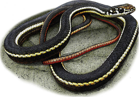 Wall Art - Photograph - California Whipsnake, Illustration by Roger Hall