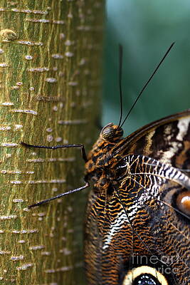 Caligo atreus by Amanda Mohler Caligo atreus by Amanda Mohler