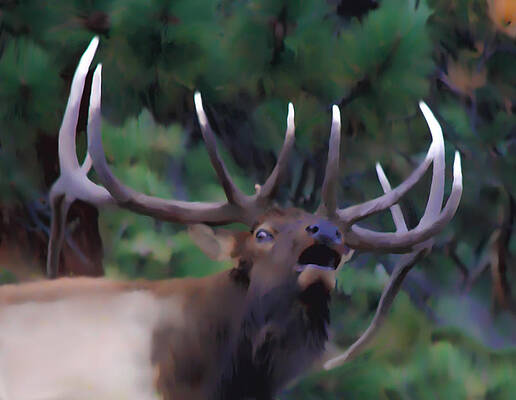 Wall Art - Photograph - Call of the Wild by Shane Bechler