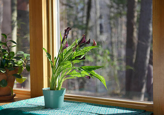 Wall Art - Photograph - Calla Lily Phototropism Sequence by Martin Shields