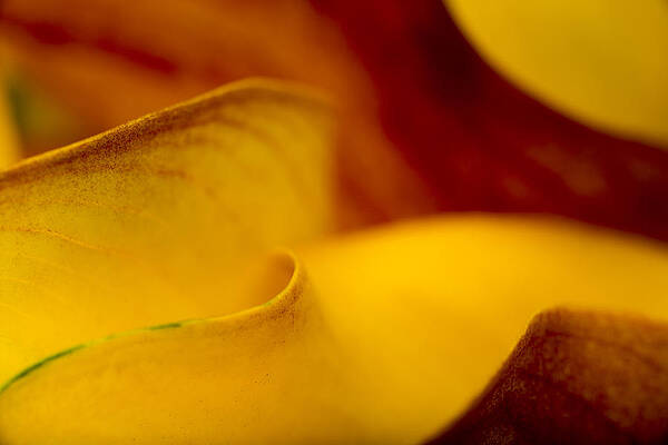 Calla Lily Waves by Sebastian Musial Calla Lily Waves by Sebastian Musial