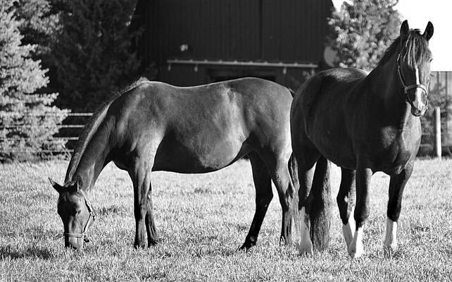  Photograph - Calm Meadows by Al Fritz