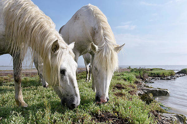 Wall Art - Photograph - Camargue Horses by Science Photo Library