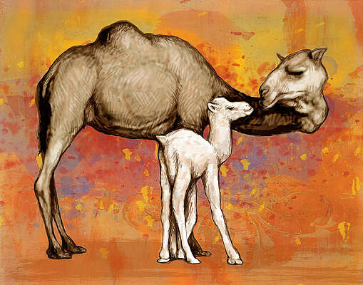 Wall Art - Drawing - Camel Stylised Pop Art Drawing Potrait Poser by Kim Wang