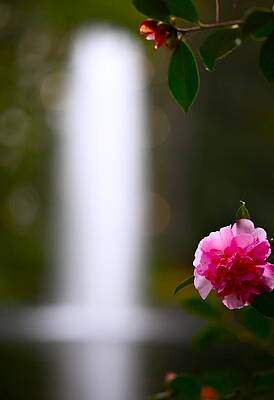 Camelia and Fountain by Jeffrey Byrd