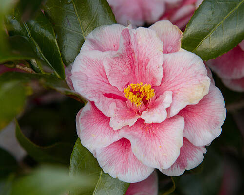 Camellia in bloom by Tamra Broach