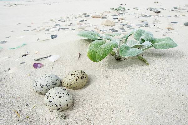 Wall Art - Photograph - Camouflaged Caspian Tern Nest by Science Photo Library