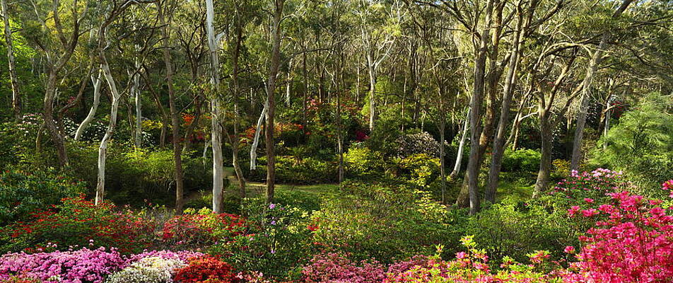 Campbell Rhododendron Gardens 2AM 6831-6832 Panorama by Andrew McInnes Campbell Rhododendron Gardens 2AM 6831-6832 Panorama by Andrew McInnes