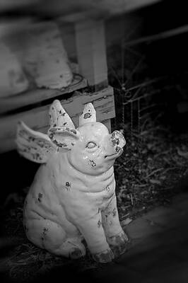 Can a Pig Fly? by Kristi Swift Can a Pig Fly? by Kristi Swift