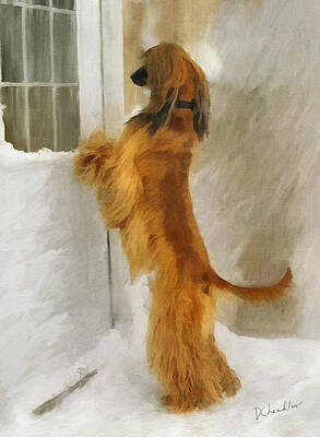 Can I Come In Now? by Diane Chandler Can I Come In Now? by Diane Chandler