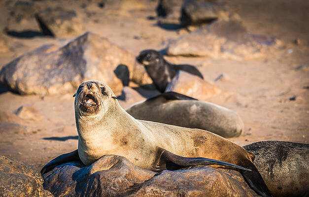 Wall Art - Photograph - Can I Get Some Service Here - Fur Seal Photograph by Duane Miller