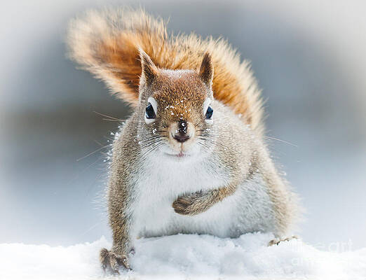 Wall Art - Photograph - Can I have some more? by Cheryl Baxter