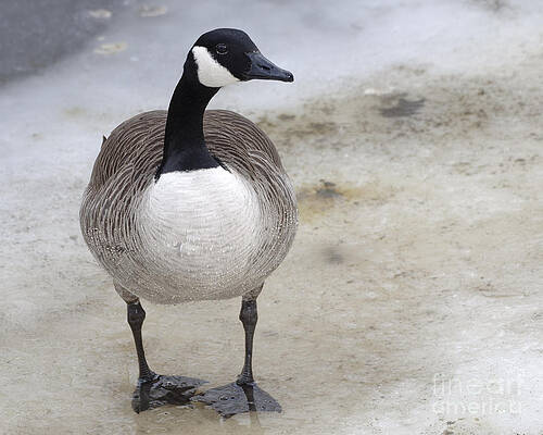 Canada Goose Makes a Stand in the Charles River by Ilene Hoffman Canada Goose Makes a Stand in the Charles River by Ilene Hoffman