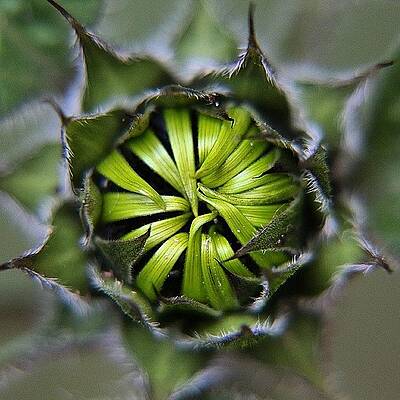 Wall Art - Photograph - Can't Wait For My #sunflowers To Open! by Miss Wilkinson