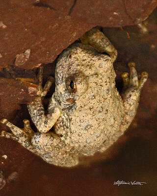 Canyon Tree Frog by Stephanie Salter Canyon Tree Frog by Stephanie Salter