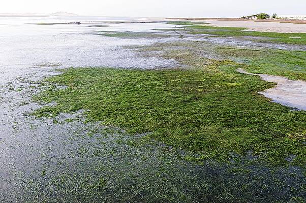 Wall Art - Photograph - Cape Eelgrass (zostera Capensis) by Science Photo Library