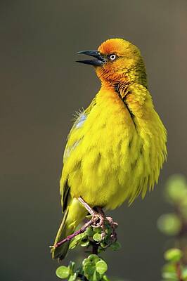 Wall Art - Photograph - Cape Weaver by Science Photo Library