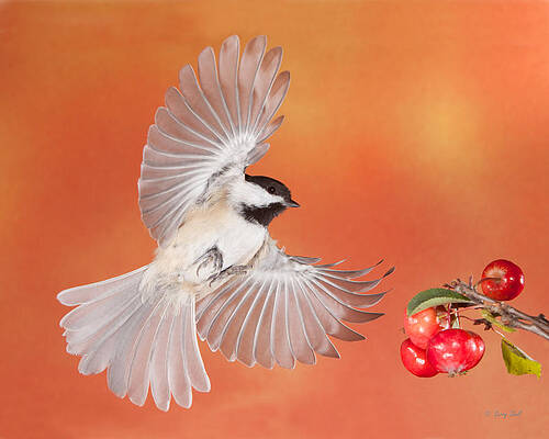 Wall Art - Photograph - Cappy and the Crabapples by Gerry Sibell