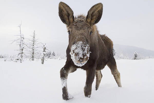 Wall Art - Photograph - Captive Young Bull Moose In Deep Snow by Doug Lindstrand
