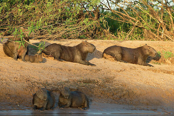 Wall Art - Photograph - Capybara Family Resting On The Beach by Jan and Stoney Edwards
