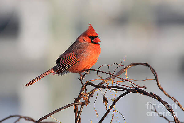 Cardinal 010913-01 by Gene Marchand Cardinal 010913-01 by Gene Marchand