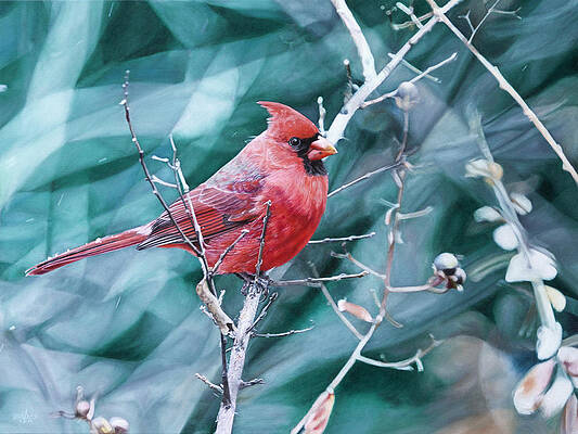Cardinal in Winter by Joshua Martin Cardinal in Winter by Joshua Martin