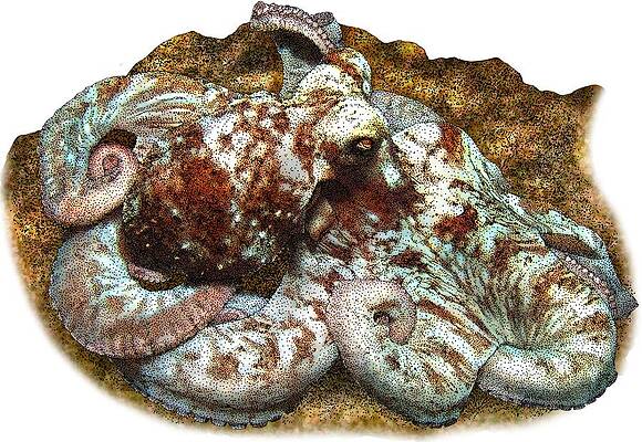 Wall Art - Photograph - Caribbean Reef Octopus by Roger Hall