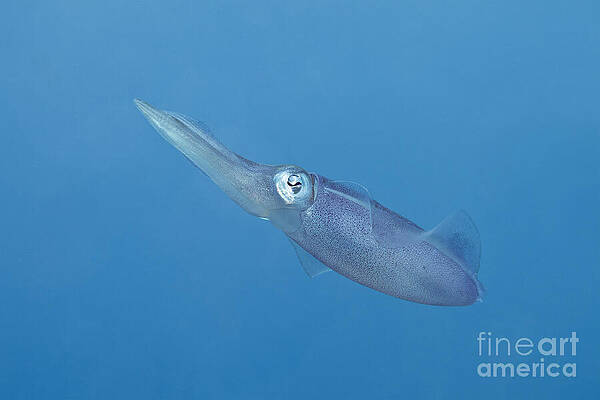 Caribbean reef squid. by IMAVIEW Photo and Design Caribbean reef squid. by IMAVIEW Photo and Design
