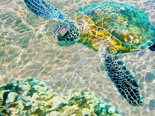Beautiful Sea Turtle by Jon Neidert Beautiful Sea Turtle by Jon Neidert