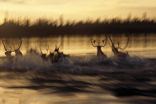 Wall Art - Photograph - Caribou Herd Running Across Kobuk River by Nick Jans