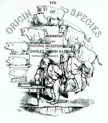 Wall Art - Photograph - Caricature Of Charles Darwin And Natural Selection by Science Photo Library