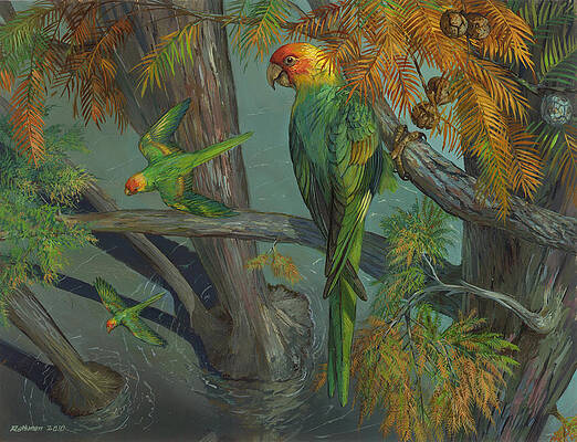 Wall Art - Painting - Carolina parakeet in a Bald Cypress by ACE Coinage painting by Michael Rothman