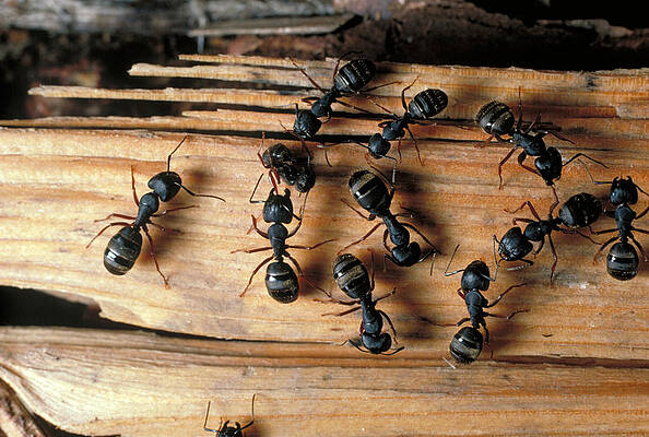 Wall Art - Photograph - Carpenter Ants by Theodore Clutter