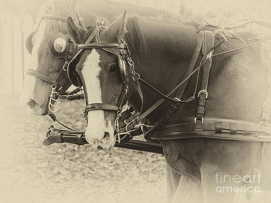 Wall Art - Photograph - Carriage Horses II by Terry Rowe