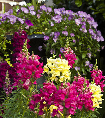 Wall Art - Photograph - Cascade of Color by Charles Hite