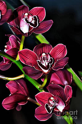 Wall Art - Photograph - Cascading Red Orchids by Kaye Menner