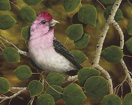 Cassins Finch by Rick Bainbridge Cassins Finch by Rick Bainbridge