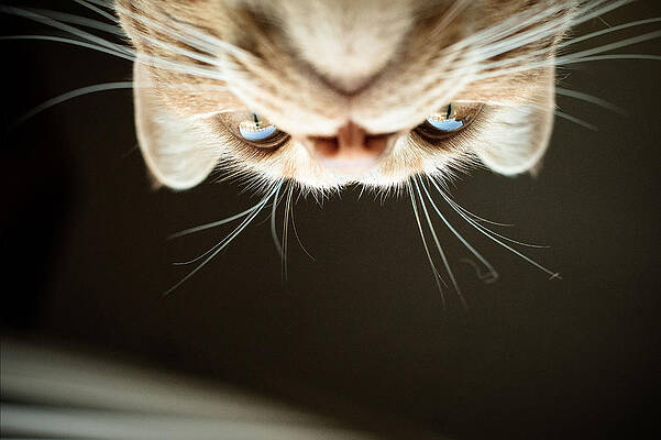 Cat by Emily Wilson