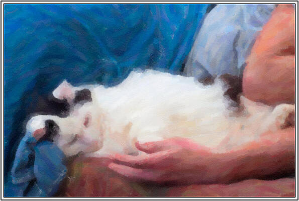 Cat Napping by Sandy Scharmer Cat Napping by Sandy Scharmer