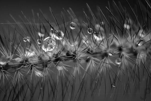 Cat Tail  by Jeremy Perlman