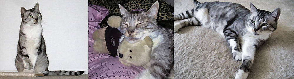 Cat Threesome II by Photographic Art by Russel Ray Photos Cat Threesome II by Photographic Art by Russel Ray Photos