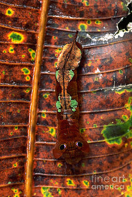Wall Art - Photograph - Caterpillar by Art Wolfe