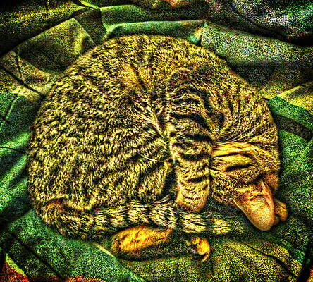 Catnappin' on a Cold Rainy Sunday by Randy Forrester Catnappin' on a Cold Rainy Sunday by Randy Forrester