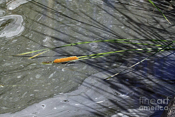 Cattails in the Marshland by Kenny Bosak Cattails in the Marshland by Kenny Bosak