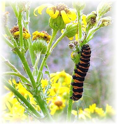 Catterpillar by John O Neill