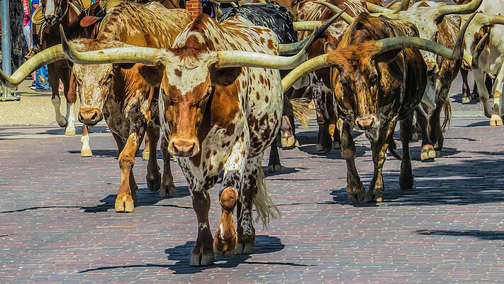 Cattle Drive by MaryAnn Barry Cattle Drive by MaryAnn Barry