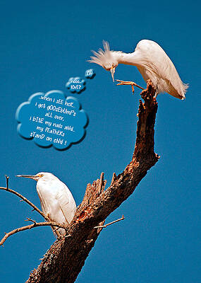 Wall Art - Photograph - Cattle Egret Goosebumps by Donna Proctor